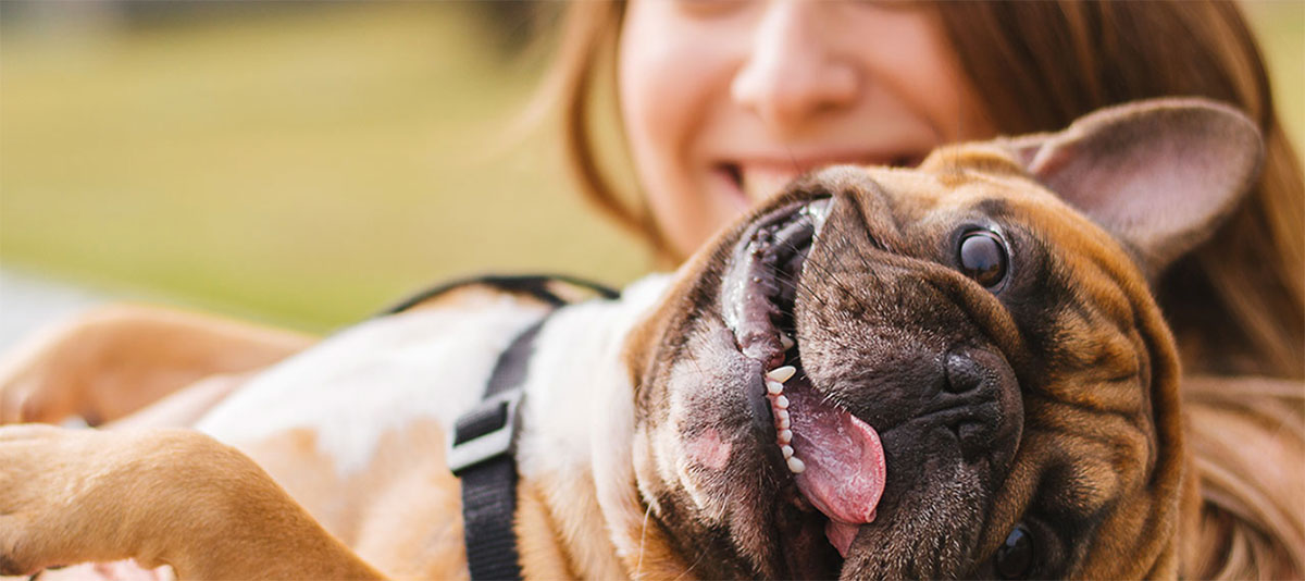 A photo of a white woman with brown hair holding up a bulldog that is tilting its head and hanging its tongue out of its mouth playfully.